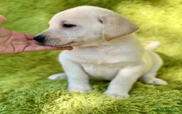 Labrador Retriever perros en venta: Labrador retriever  - Imagen 6