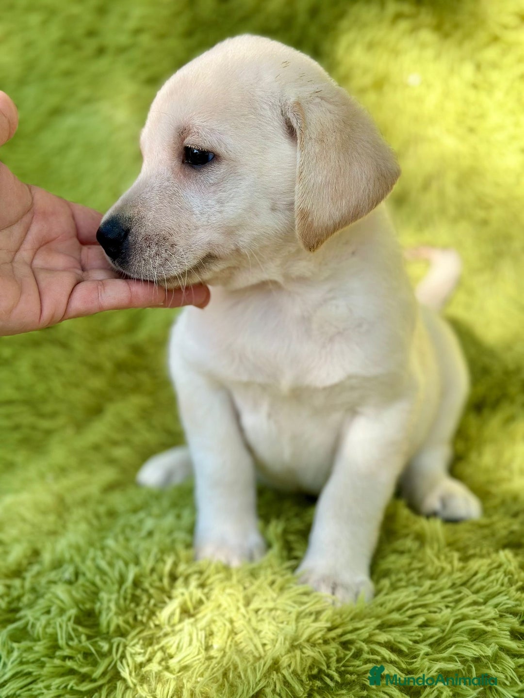 Labrador Retriever perros en venta: Labrador retriever  - Imagen 6