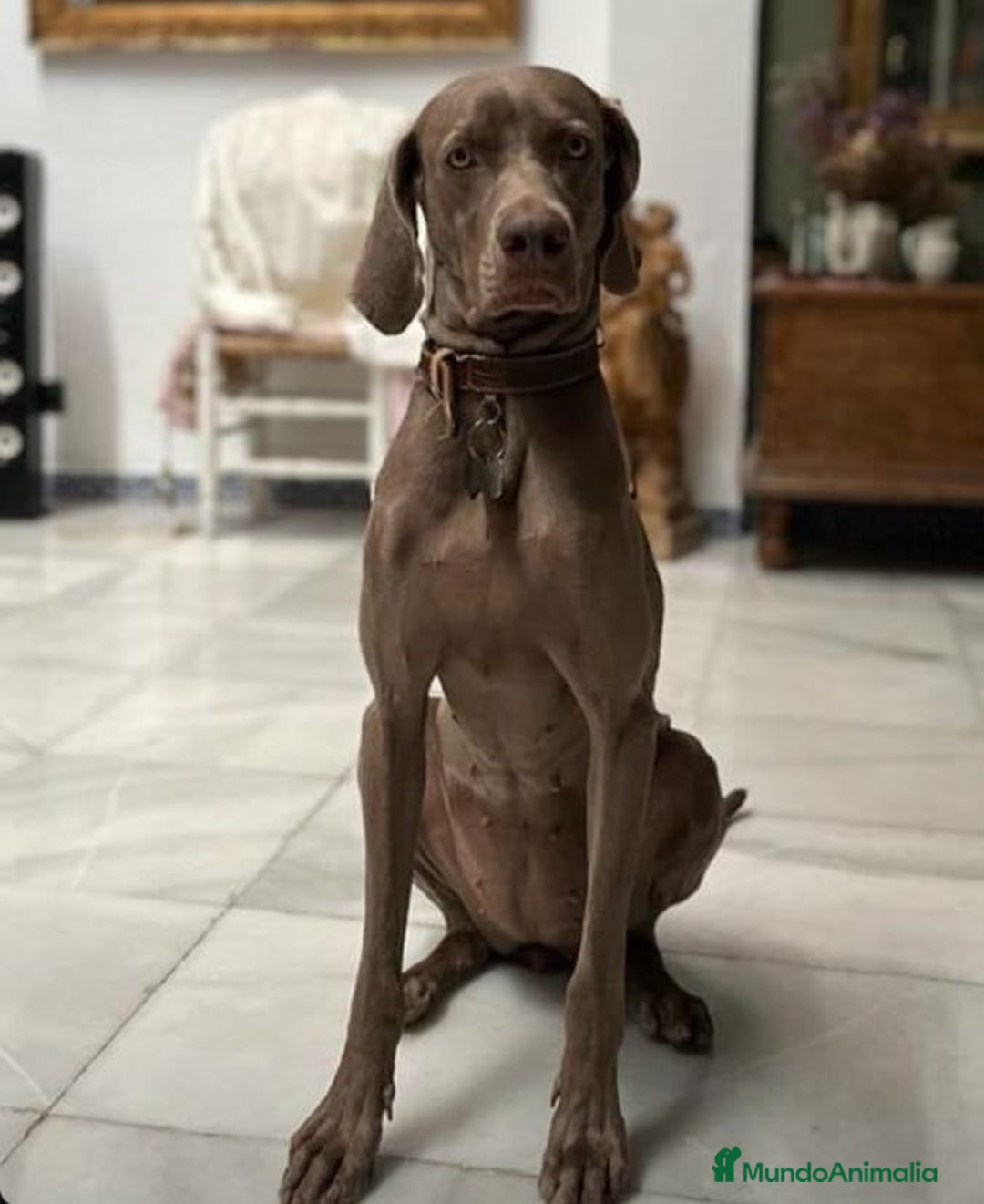 Weimaraner perros en venta: Braco de weimar 2 ultimas hembras!! - Anuncio 9