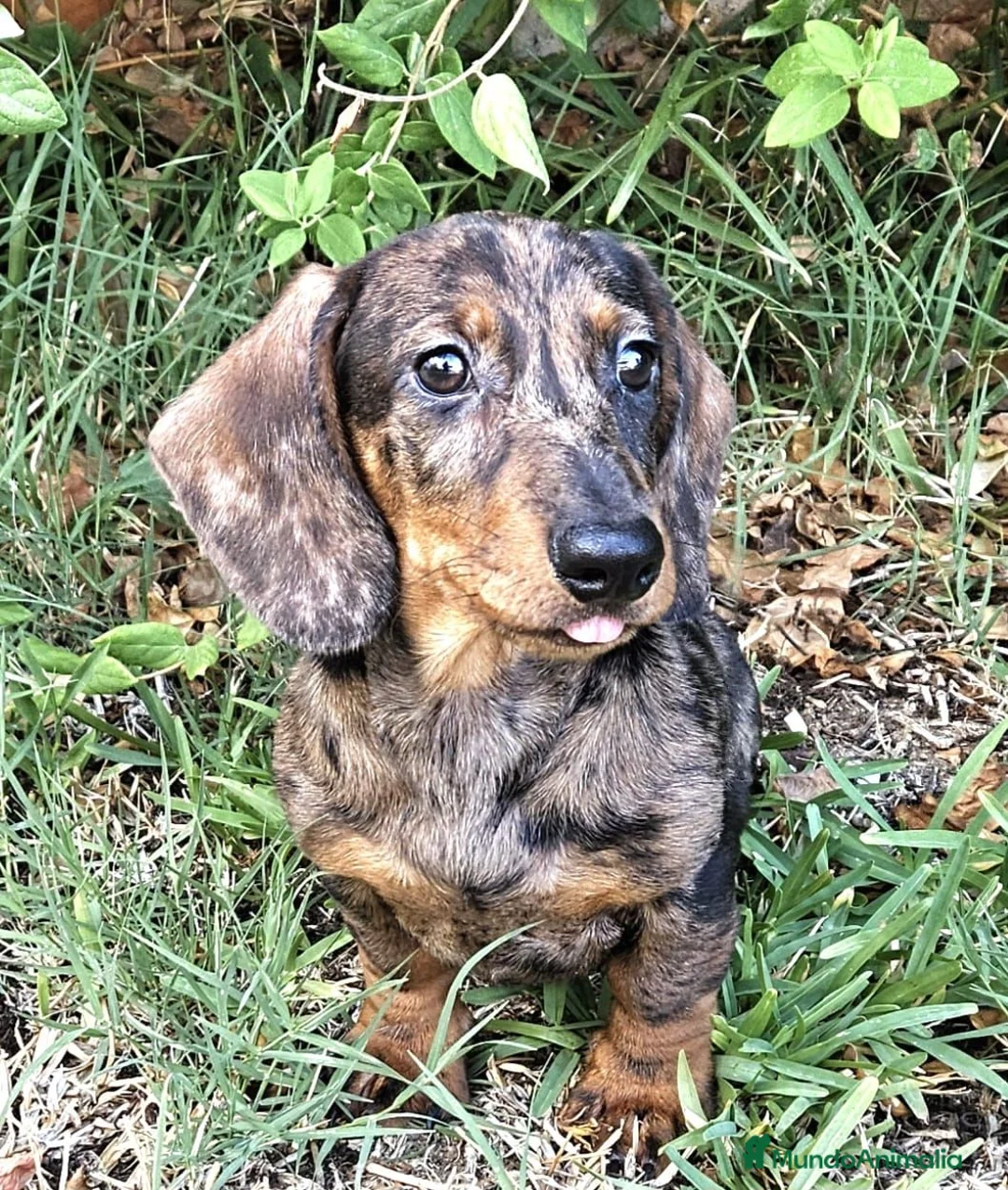Teckel perros en venta: cachorro teckel arlequin - Anuncio 2