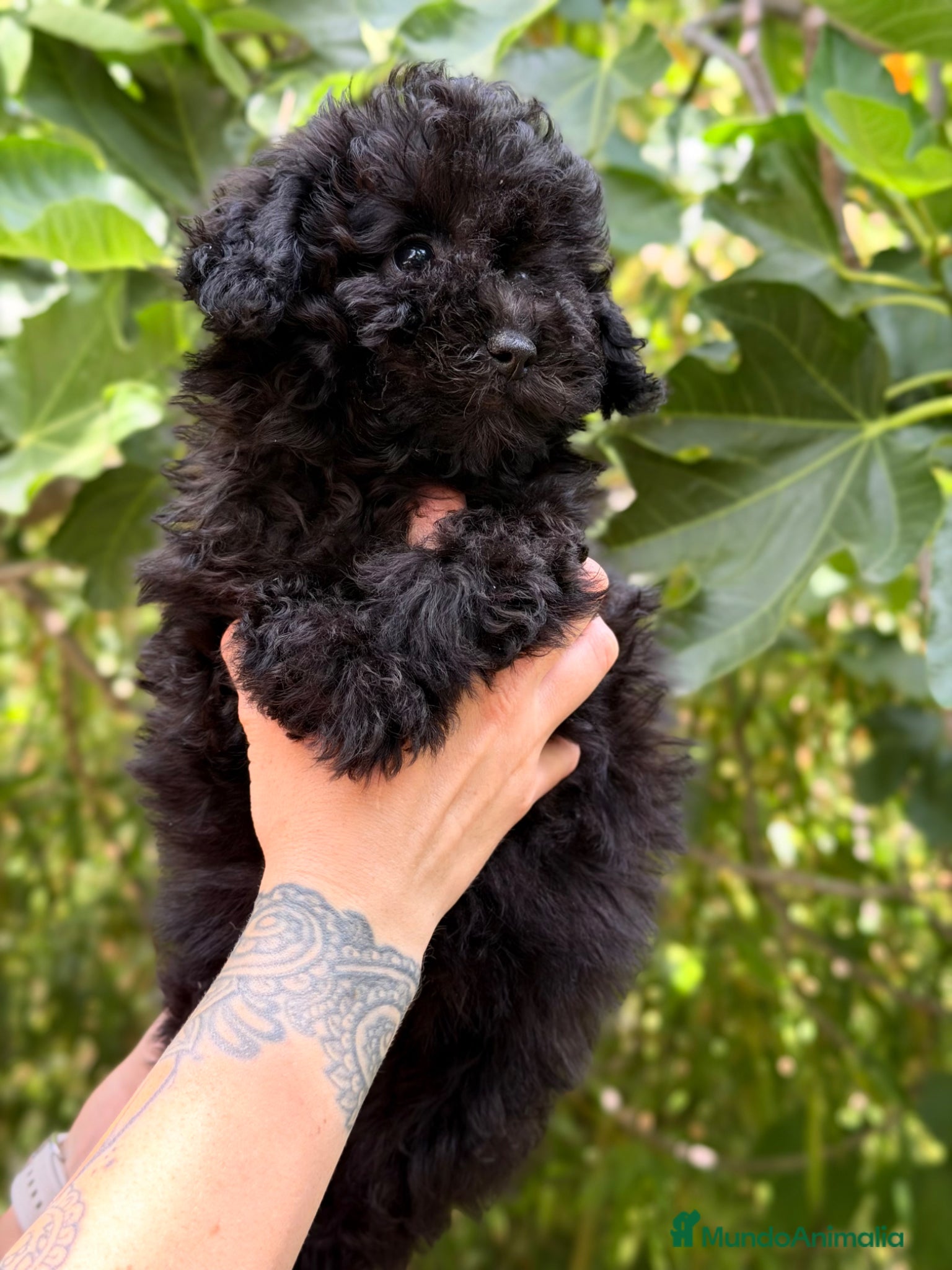 Caniche Toy perros en venta: Caniche Toy hembra  - Anuncio 10