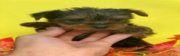 Yorkshire Terrier perros en venta: Yorkshire terrier miniatura  - Anuncio 2