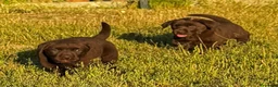 Labrador Retriever perros en venta: labrador chocolate  - Anuncio 8