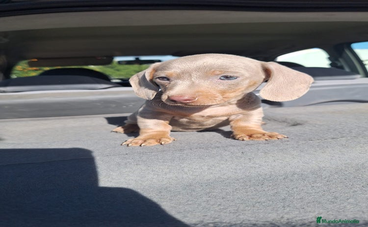 Teckel Miniatura perros Teckels Mini Isabello - Anuncio 1