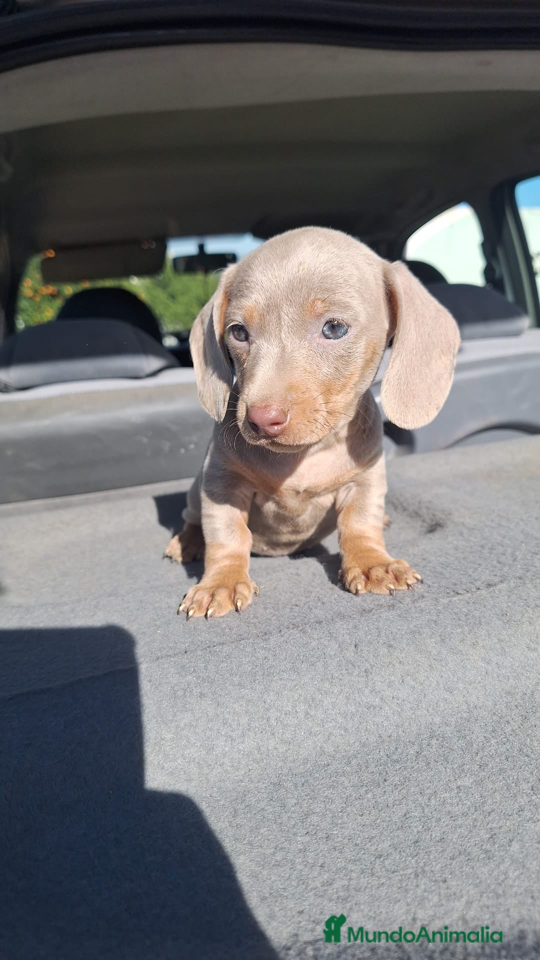 Teckel Miniatura perros en venta: Teckel Mini Hembra Isabella - Anuncio 5