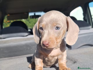 Teckel Miniatura perros Teckels Mini Isabello - Anuncio 5