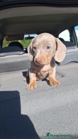 Teckel Miniatura perros Teckels Mini Isabello - Anuncio 1