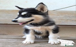 Husky Siberiano perros en venta: Hembrita de husky siberiana - Imagen 4