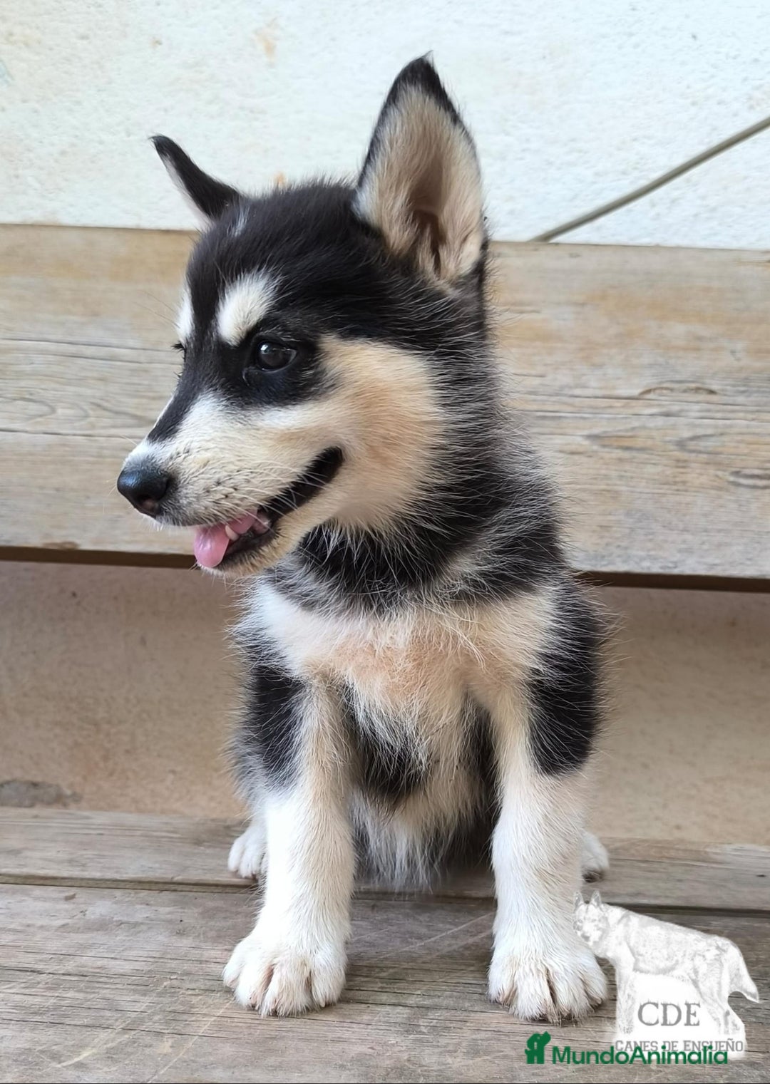 Husky Siberiano perros en venta: Hembrita de husky siberiana - Imagen 4