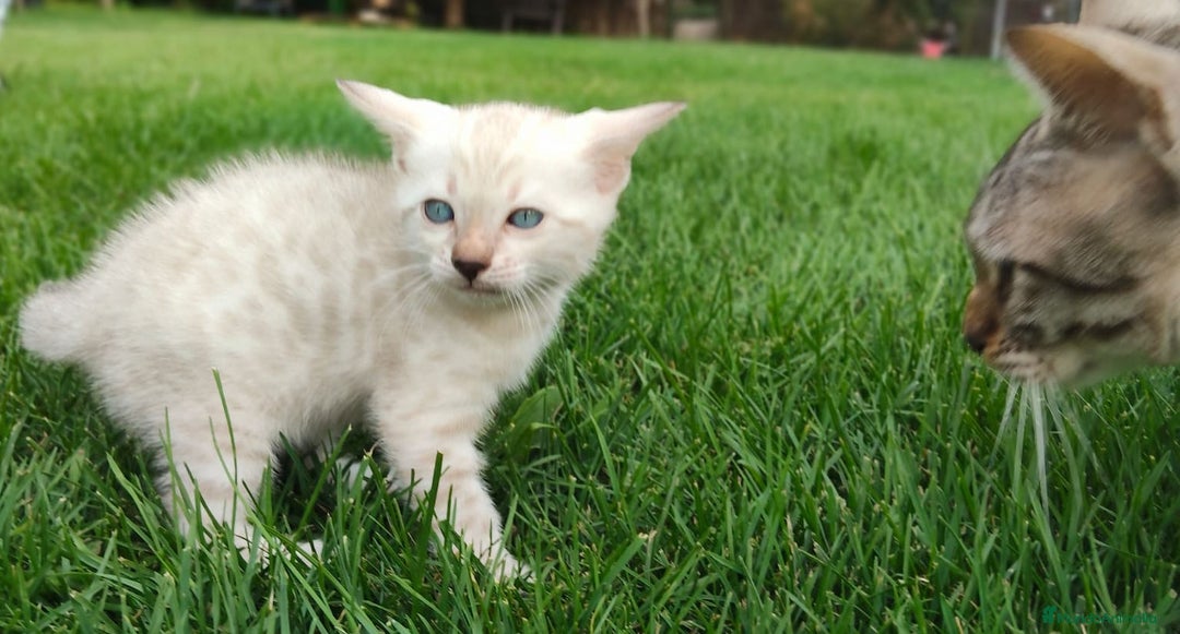 Bengalí gatos en venta: Disponibles cachorros de gato Bengalí - Imagen 2
