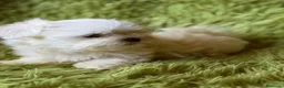Bichón Maltés perros en venta: BICHÓN MALTES MINI TOY COREANO - Anuncio 1