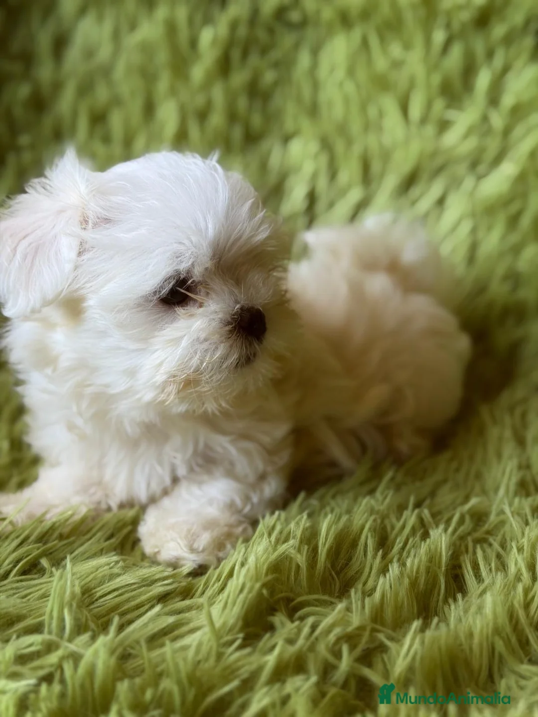 Bichón Maltés perros en venta: BICHÓN MALTES MINI TOY COREANO - Anuncio 1