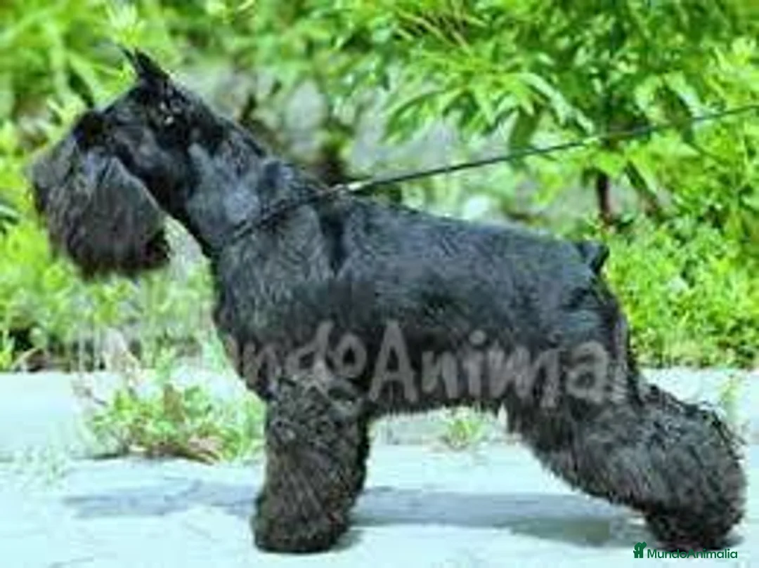 Imagen de galería {{count}}