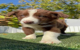 Border Collie perros en venta: BORDER COLLIE MACHO - Anuncio 21