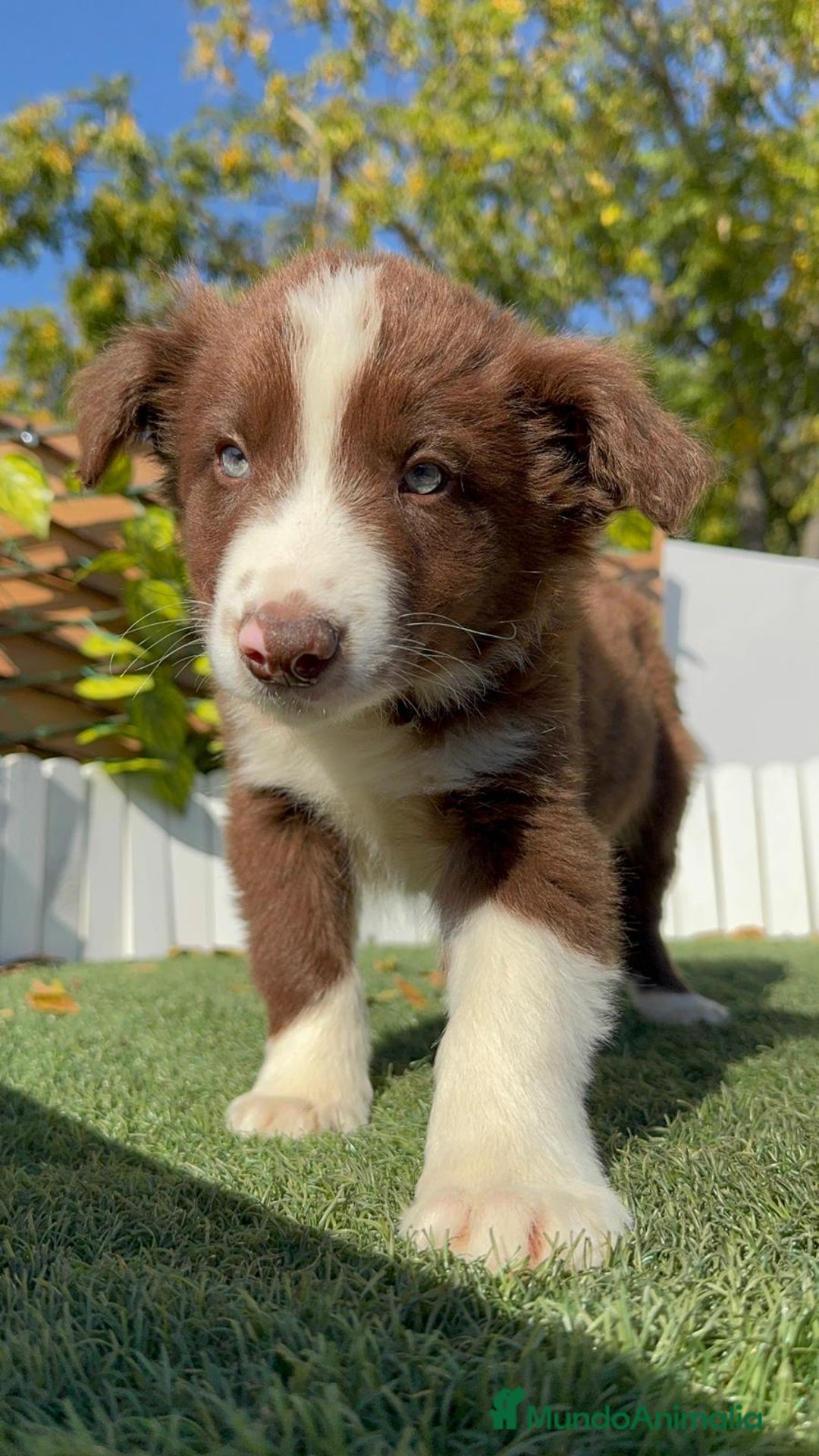 Border Collie perros en venta: BORDER COLLIE MACHO - Anuncio 21