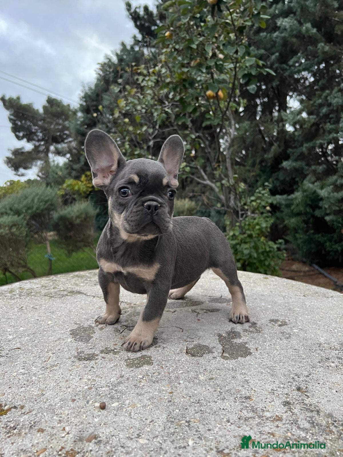 Bulldog Francés perros Bulldog francés  - Anuncio 2