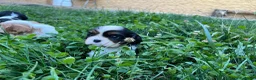 Cavalier King Charles Spaniel perros en venta: Cachorro Cavalier King Charles Spaniel - Anuncio 3