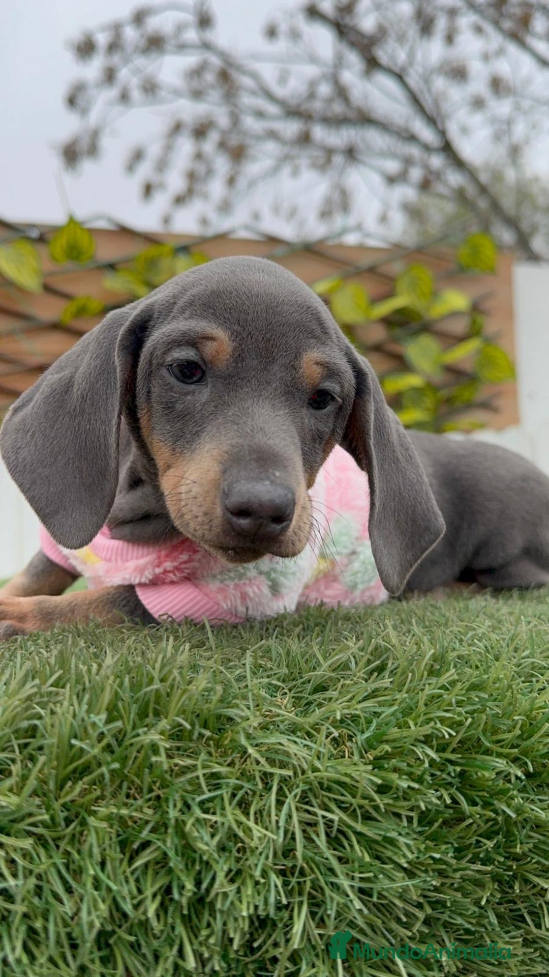 Teckel Miniatura perros en venta: TECKEL HEMBRA MINIATURA - Anuncio 5