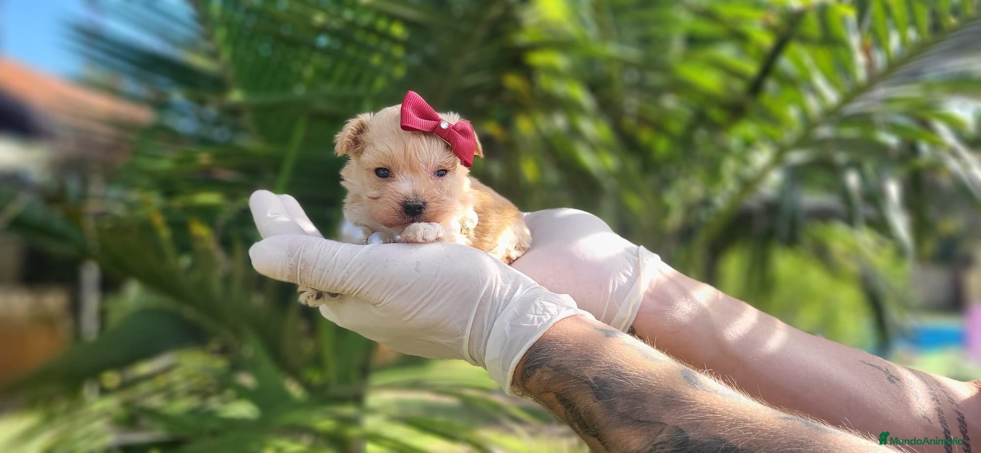 Maltipoo perros en venta: Espectaculares maltipoos, linea coreana y asiatica - Anuncio 2