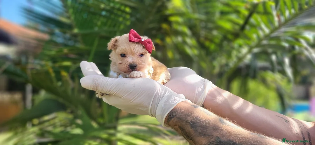 Maltipoo perros en venta: Espectaculares maltipoos, linea coreana y asiatica - Anuncio 1