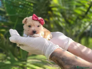 Maltipoo perros en venta: Espectaculares maltipoos, linea coreana y asiatica - Anuncio 2