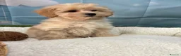 Maltipoo perros en venta: Maltipoo macho fotos reales y actuales !! - Anuncio 3