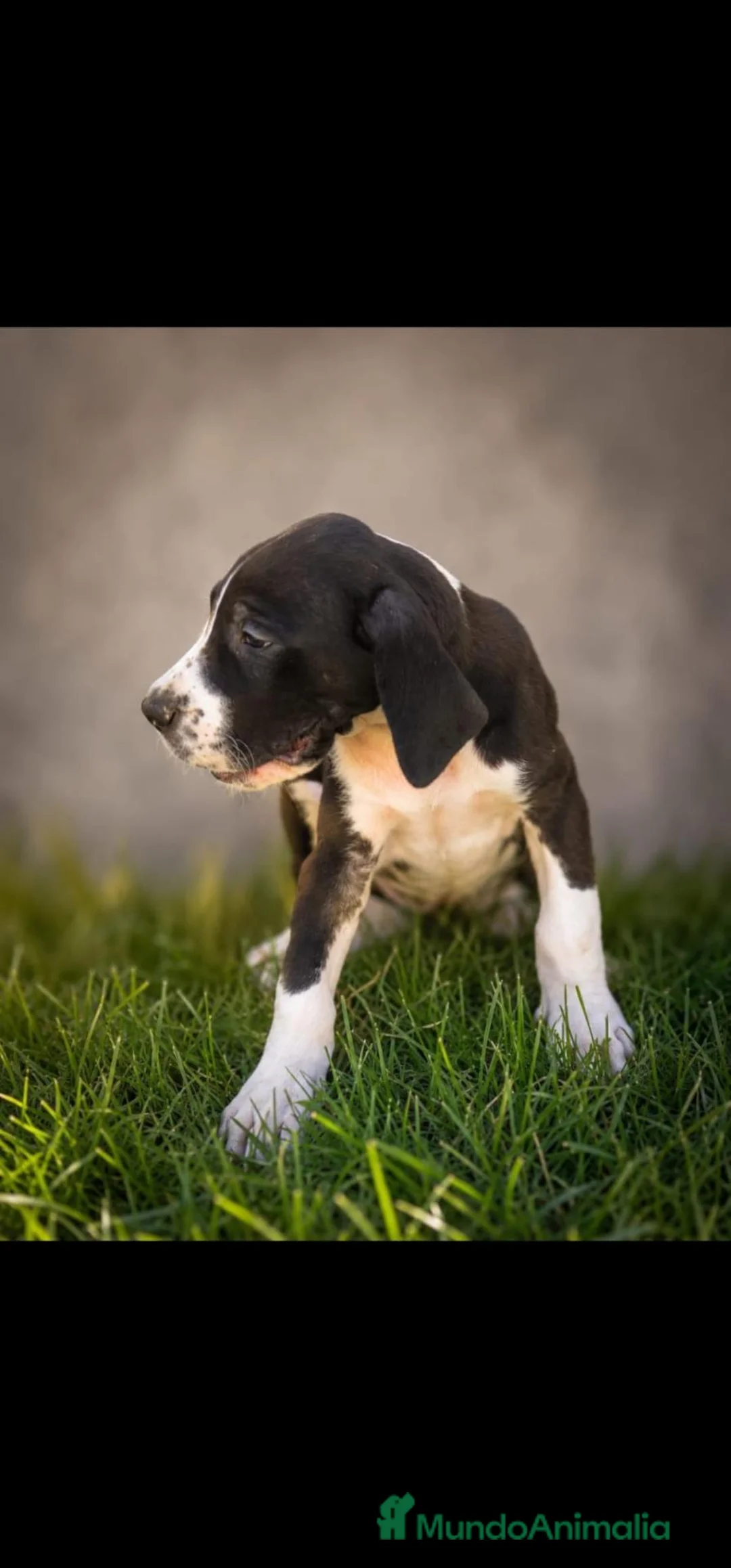 Dogo Alemán perros en venta: Disponible Gran Danés de calidad  - Anuncio 11