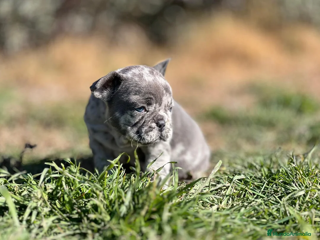 Bulldog Francés perros en venta: BULLDOG FRANCÉS EXÓTICO MERLE en Barcelona - Anuncio 3