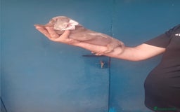 Teckel Miniatura perros en venta: preciosas hembritas cachorras de teckel  kaninchen - Imagen 4