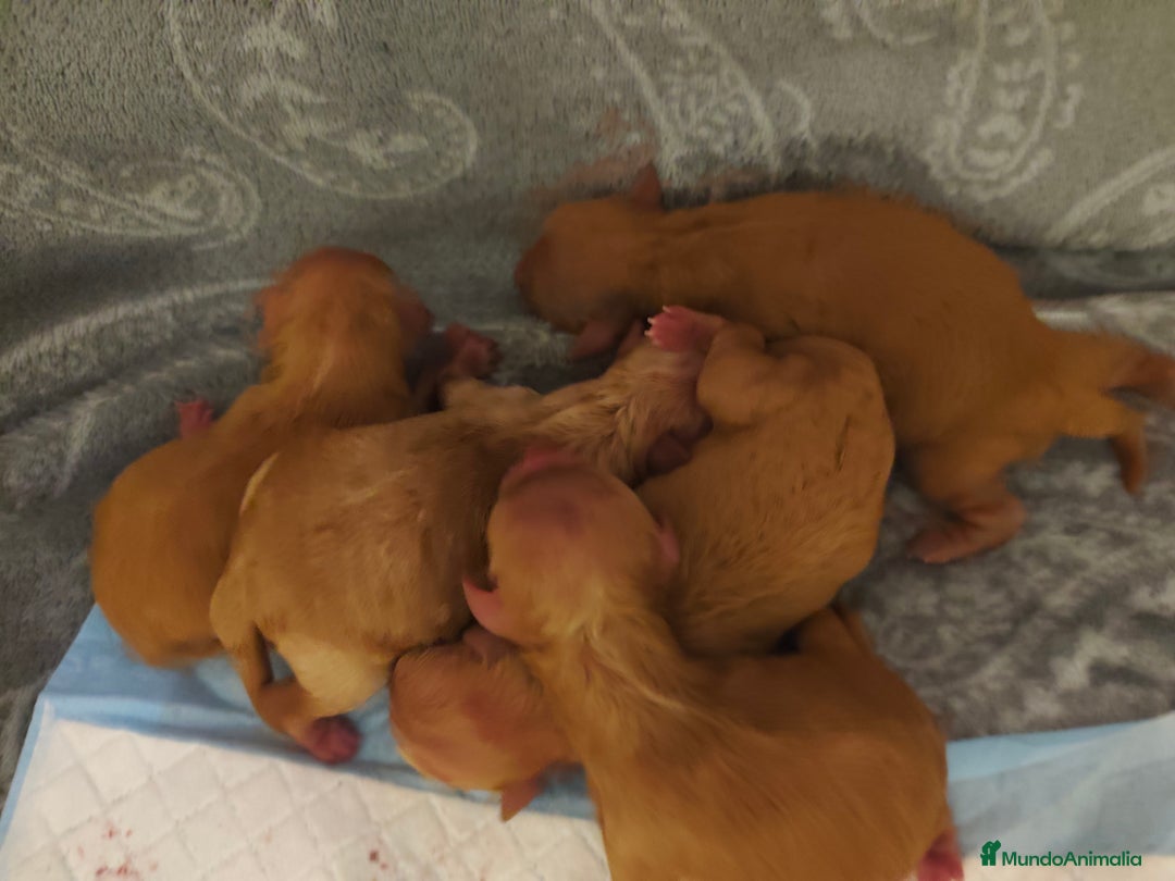 Caniche Toy perros en venta: Cachorritos caniche toy  - Anuncio 3