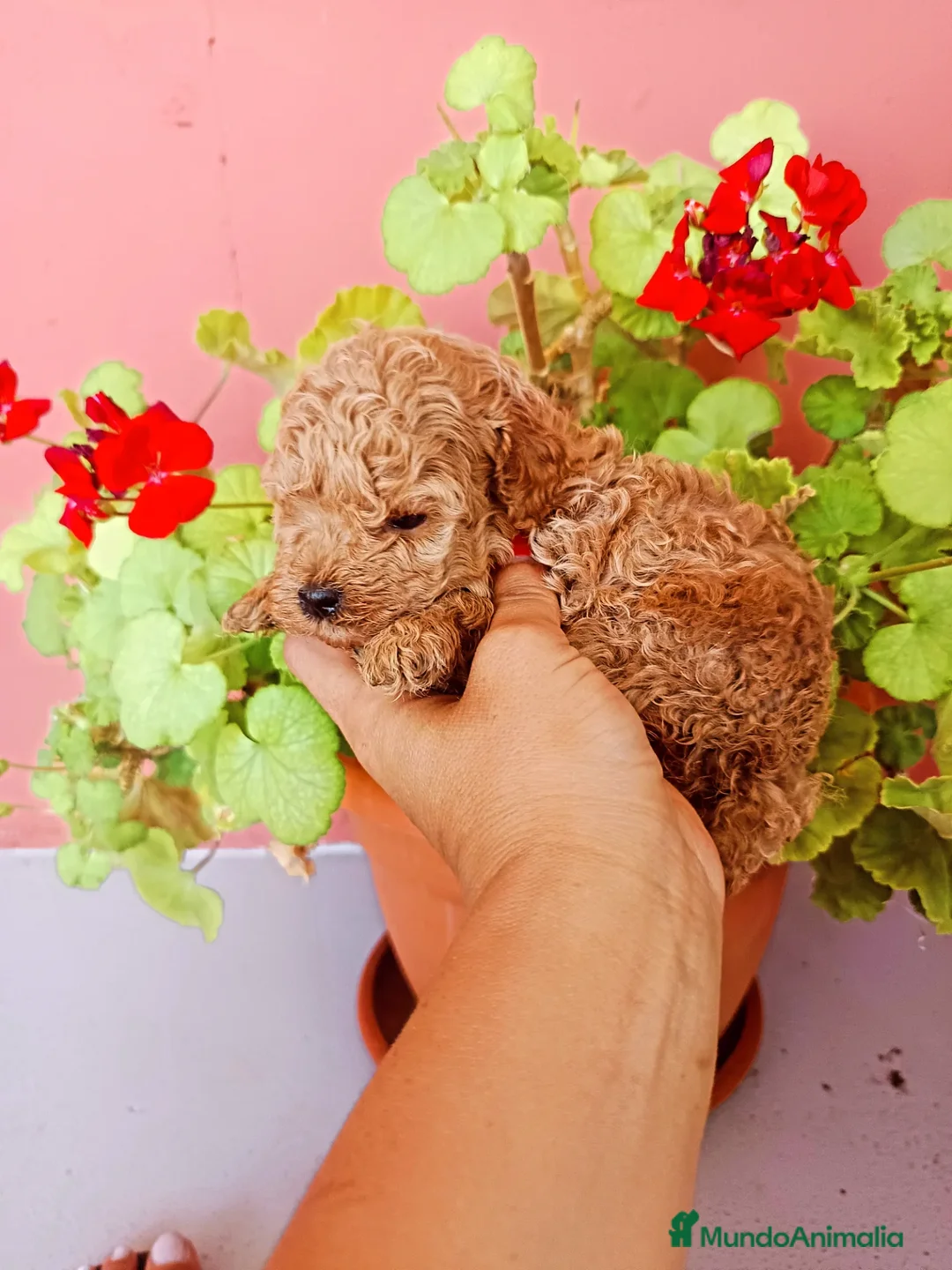 Caniche Toy perros en venta: Caniche toy rojo - Imagen 3