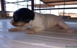 Otras razas perros en venta: Cachorritos Crestados Chinos. - Imagen 2
