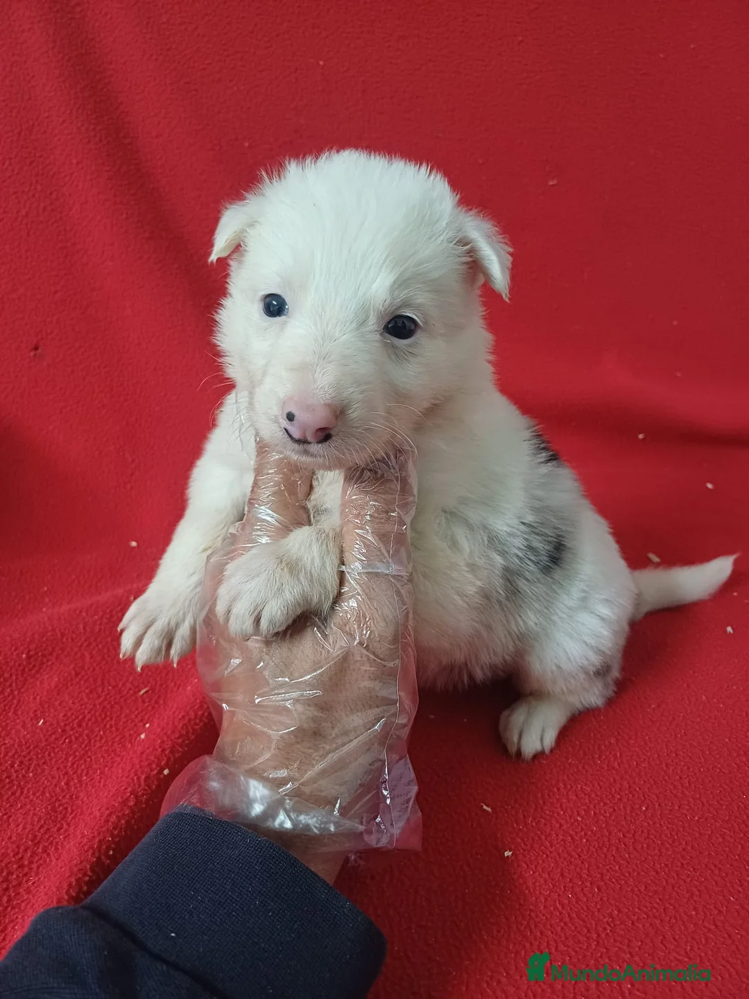 Border Collie perros en venta: Border Collie Merle  - Anuncio 1