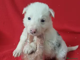Border Collie perros Border Collie Merle - Anuncio 2