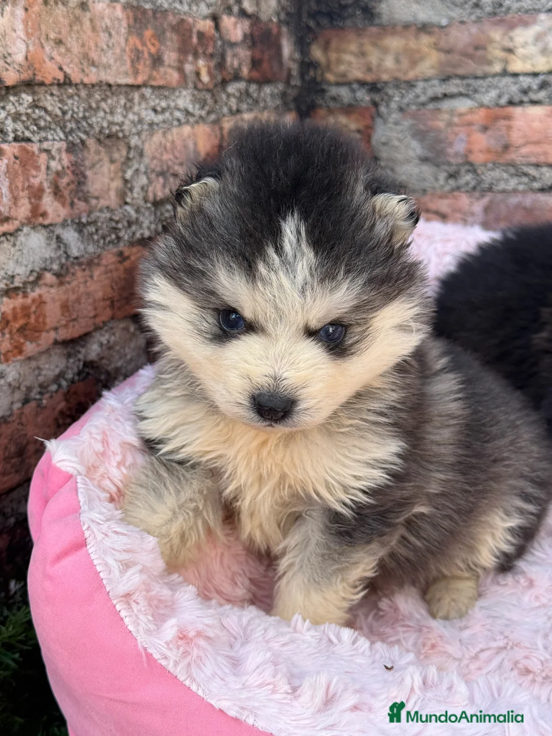 Pomsky perros en venta: Pomsky ojos azules  - Anuncio 4