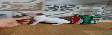 Chihuahua 2