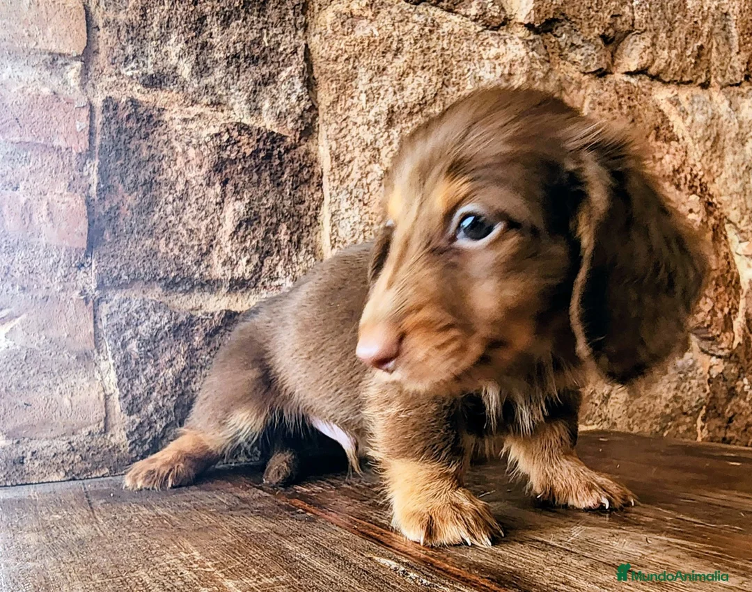 Teckel perros en venta: Tecke de pelo largo chocolate precio real - Anuncio 14