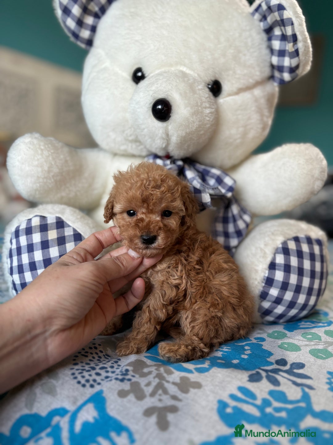 Caniche Toy perros en venta: Caniche Toy Apricot Hembra  - Anuncio 3