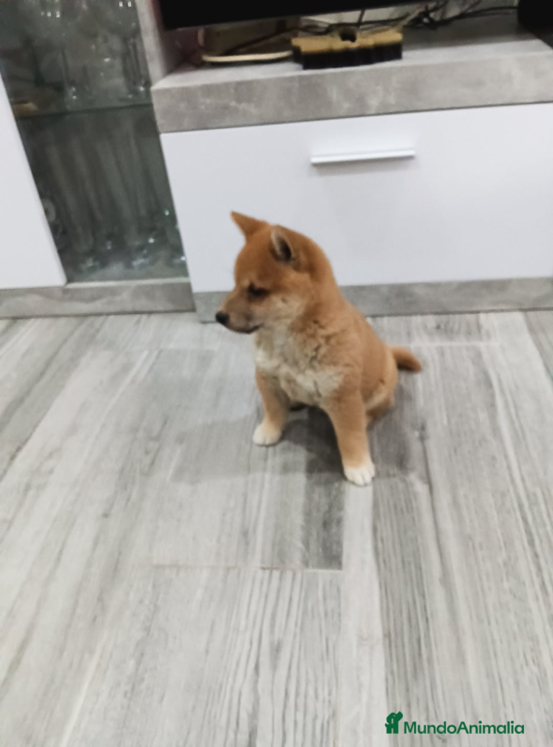 Shiba Inu perros en venta: SHIBA INU - Imagen 5