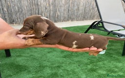 Teckel perros en venta: Teckel arlequín chocolate  - Imagen 5