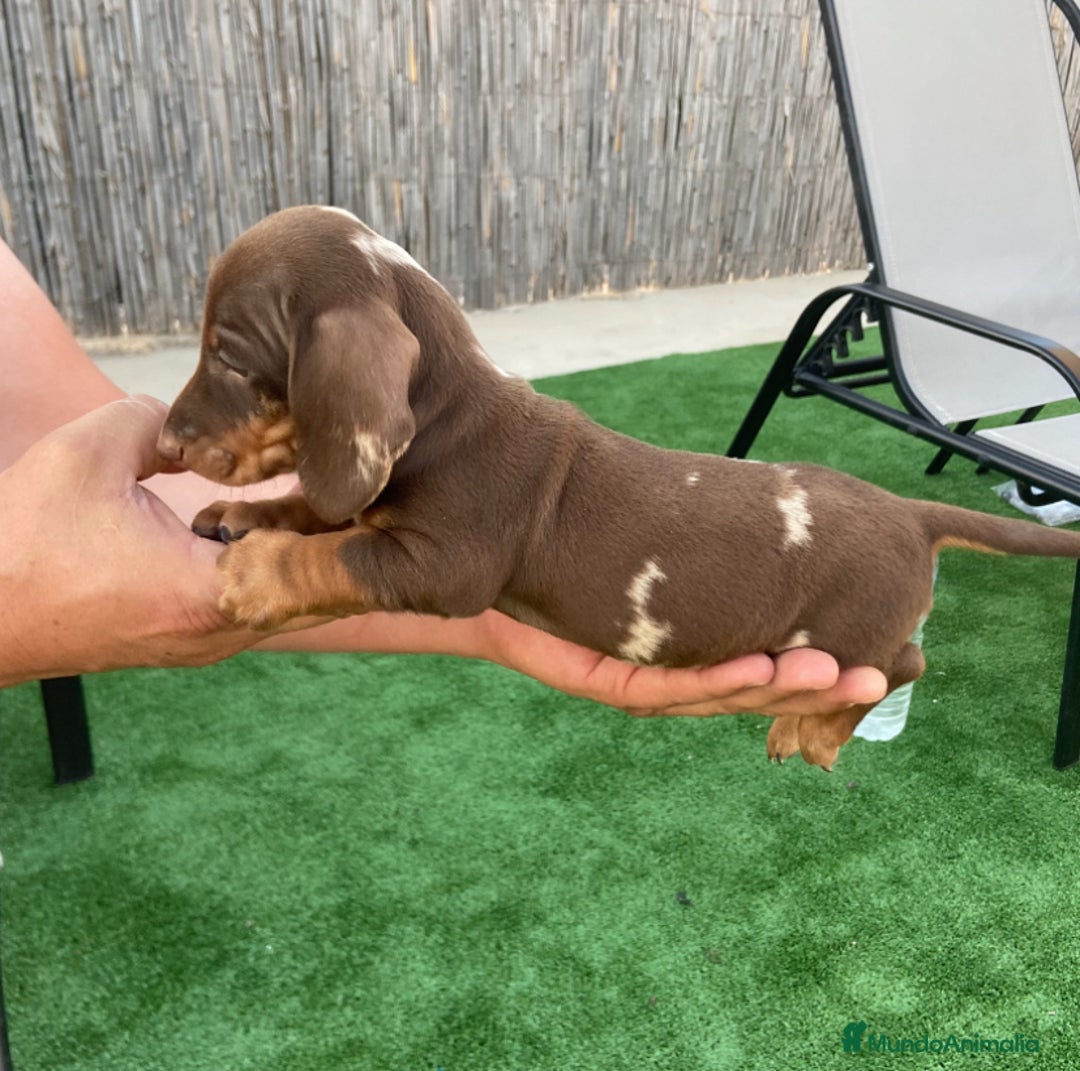 Teckel perros en venta: Teckel arlequín chocolate  - Imagen 5