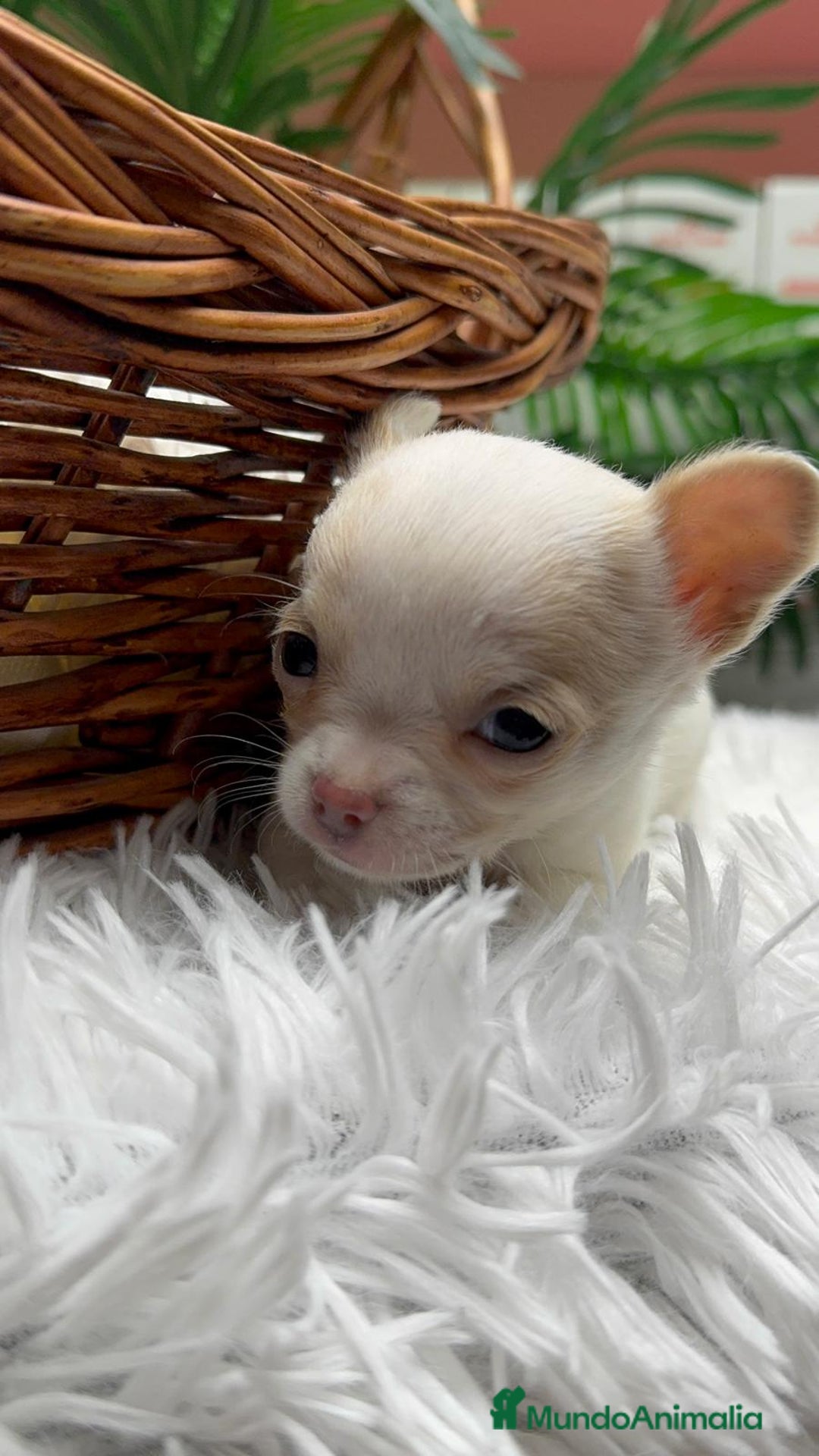 Chihuahua perros en venta: CHIHUAHUA  - Anuncio 9
