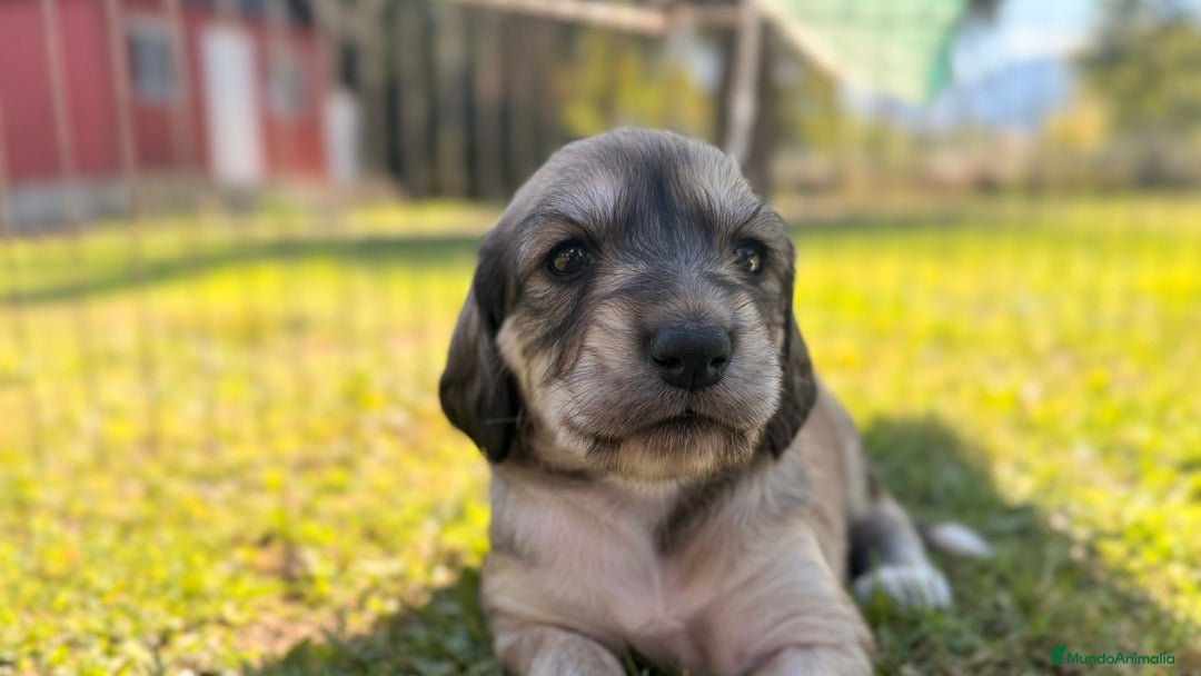 Saluki perros en venta: Camada de Salukis  - Imagen 20