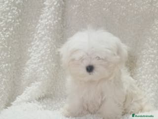 Bichón Maltés perros ‼️‼️Preciosa camada de bichón maltes toy - Anuncio 1