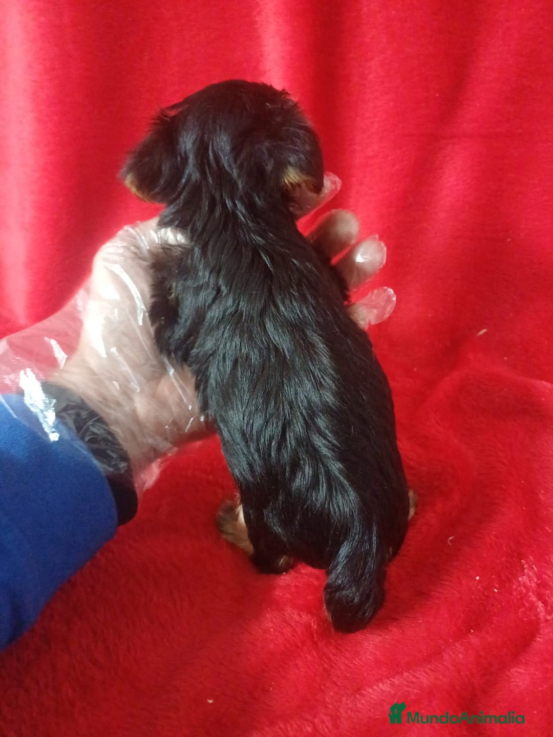 Yorkshire Terrier perros en venta: Yorkshire Mini  - Anuncio 3