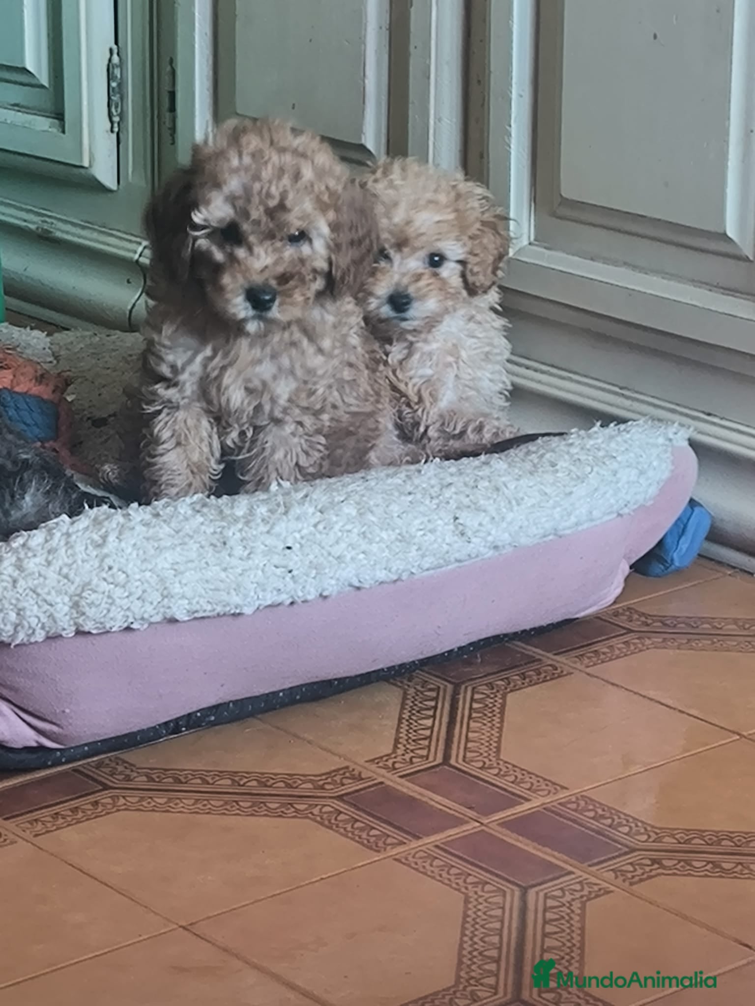 Caniche Toy perros Caniche toy  - Anuncio 19