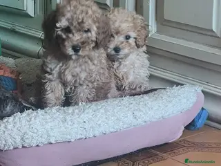 Caniche Toy perros Caniche toy - Anuncio 19