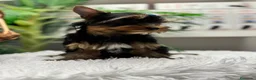 Yorkshire Terrier perros en venta: YORKSHIRE TERRIER  - Anuncio 8