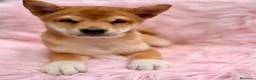 Shiba Inu perros en venta: Shiba Inu rojo y tricolor  - Anuncio 5