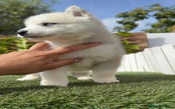 Husky Siberiano perros en venta: HUSKY - Imagen 15